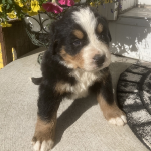 Barry – Bovaro del Bernese maschio
