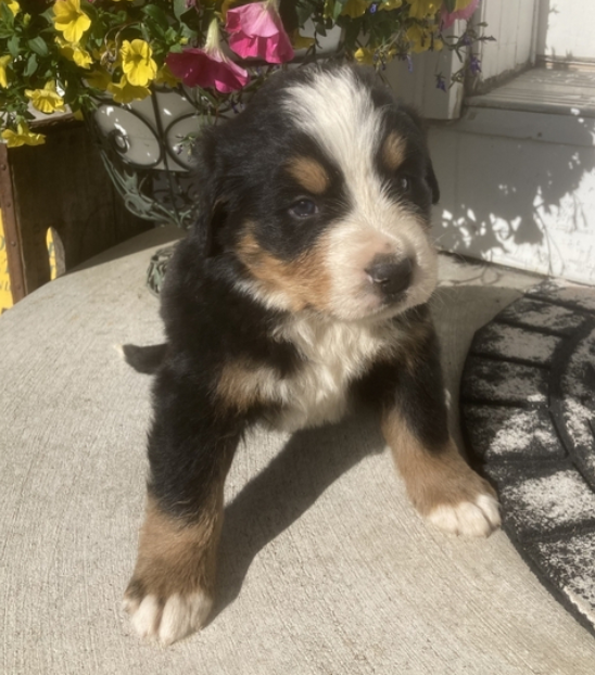 Barry – Bovaro del Bernese maschio
