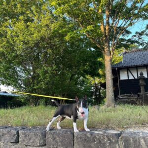 Benji – Miniature Bull Terrier maschio