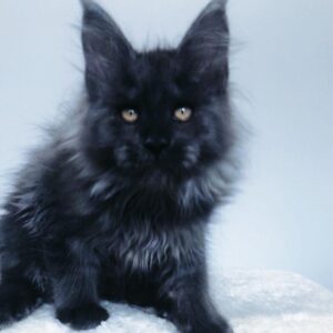 Bob – Maine Coon maschio