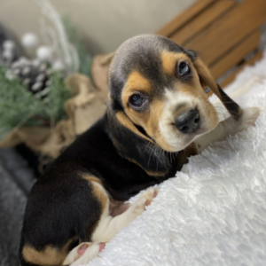 Bob – Beagle maschio