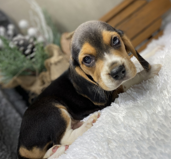 Bob – Beagle maschio