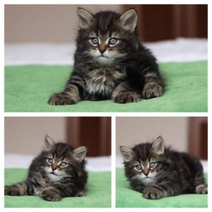 Bozhena – Gatto Siberiano maschio