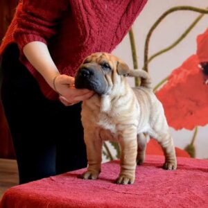 Charlie – Shar Pei maschio