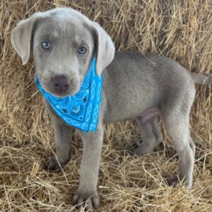 Colt – Labrador Retriever maschio