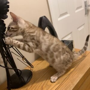 carla – bengal femmina