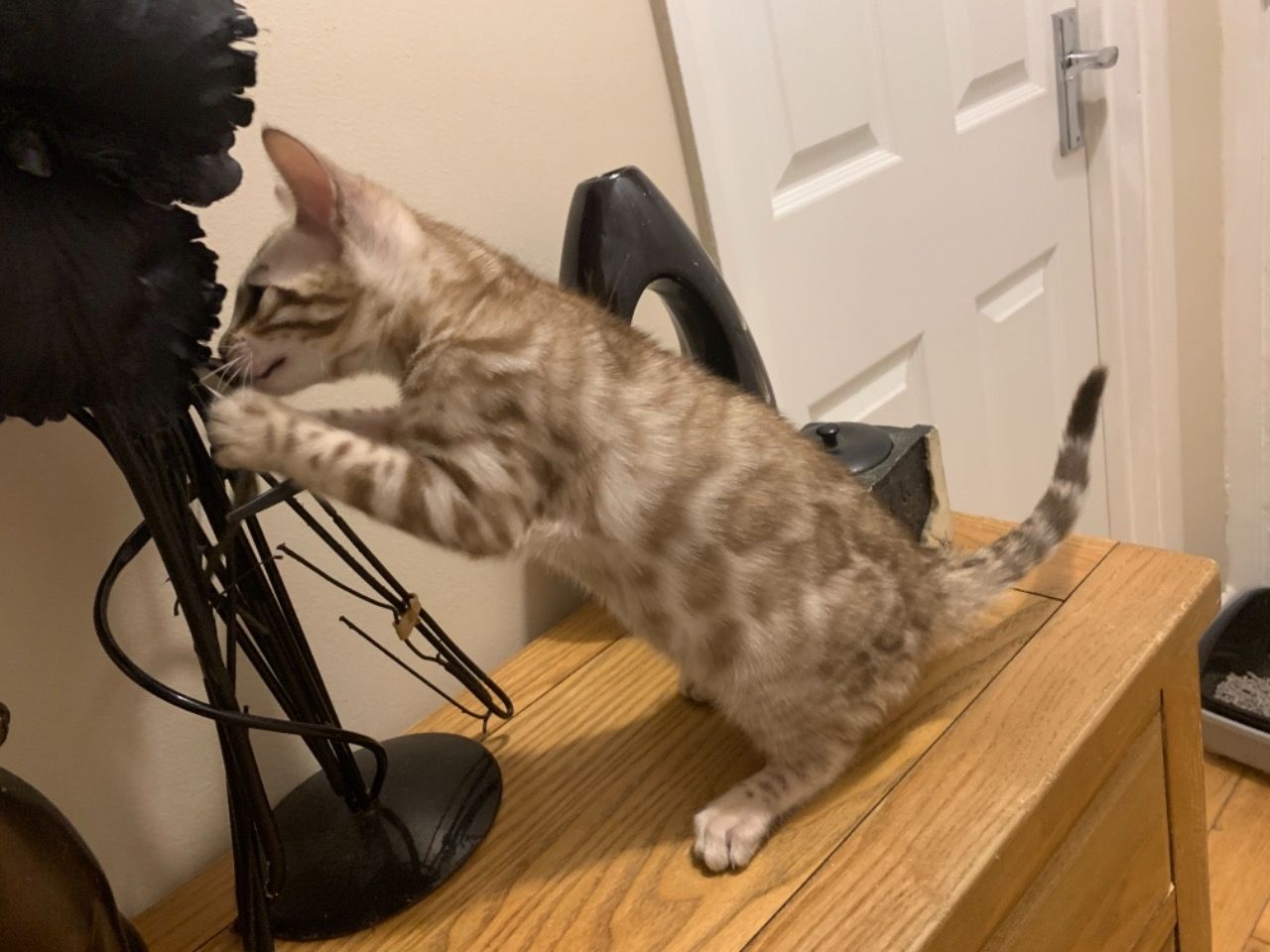 carla – bengal femmina carla – bengal femmina