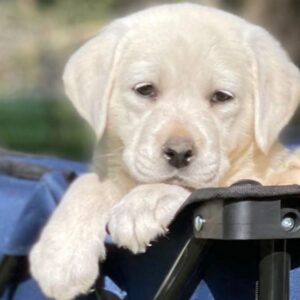 Charlie – Labrador Retriever maschio