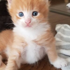 chief – maine coon femmina