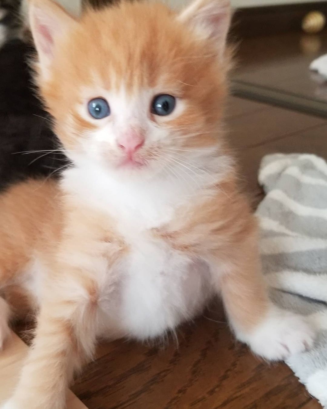 chief – maine coon femmina chief – maine coon femmina