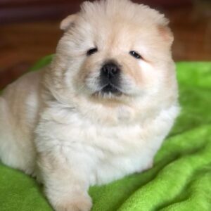 Bailey – Chow Chow maschio