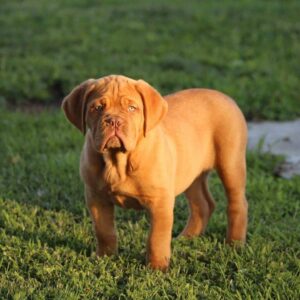 Cindy – Dogue de Bordeaux femmina