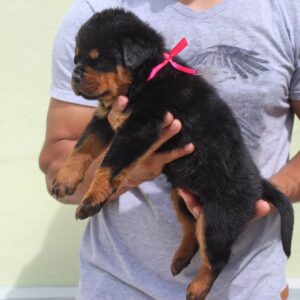 Cloey – Rottweiler femmina