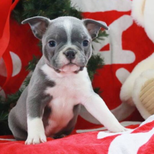 Conrad – Boston Terrier (maschio)