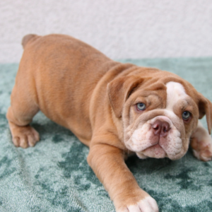 Daphne – Bulldog Inglese femmina