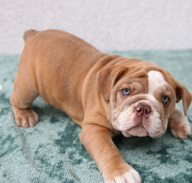 Daphne – Bulldog Inglese femmina