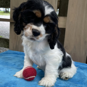 Eliza – Cocker Spaniel femmina