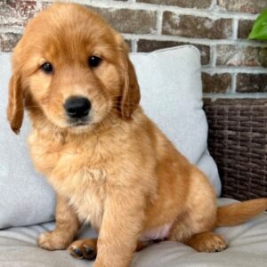 Emma – Golden Retriever femmina