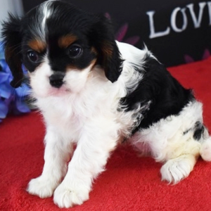 Glory – Cavalier King Charles Spaniel femmina