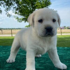 Hailey – Labrador Retriever femmina