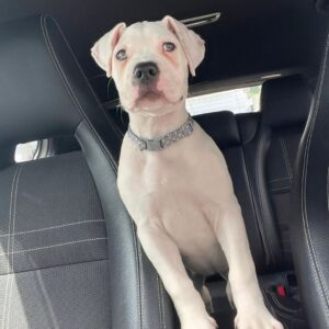 Hills – Bullmastiff femmina