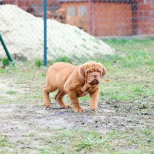 Lola – Dogue de Bordeaux femmina