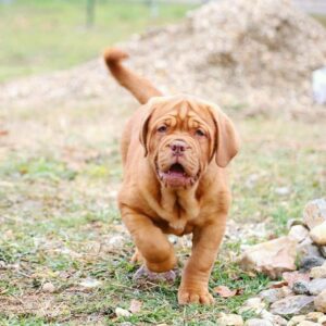 hula – dogue de bordeaux femmina