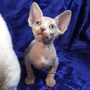 Ivy – Sphynx femmina