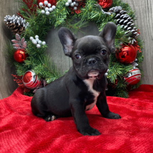 Jason – Bulldog Francese maschio
