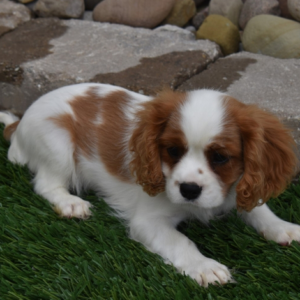 Jazz – Cavalier King Charles Spaniel maschio