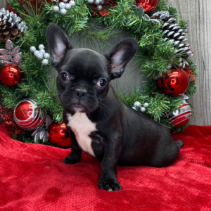Jessica – Bulldog Francese femmina