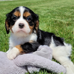 Jethro – Cavalier King Charles Spaniel maschio