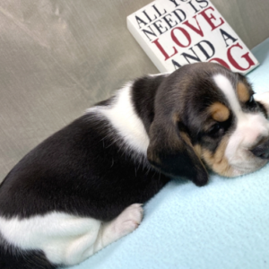 Kimba – Beagle maschio