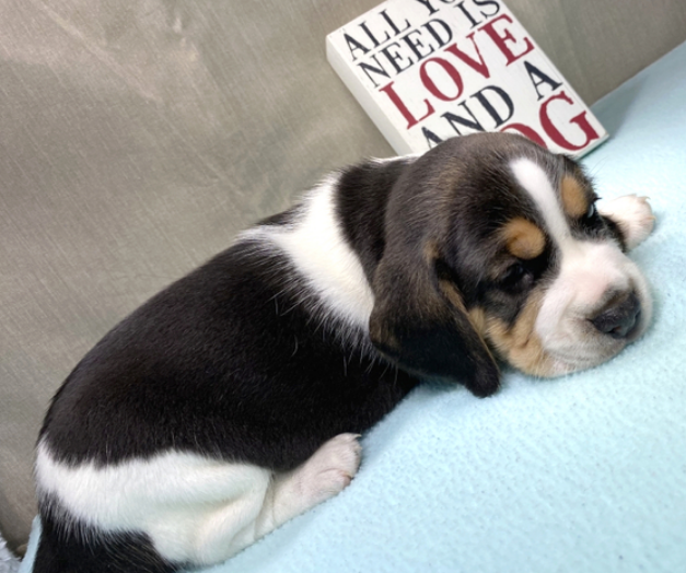 Kimba – Beagle maschio
