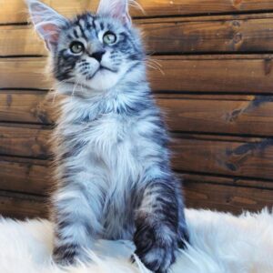 Larry – Maine Coon maschio