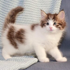Lily – Gattina della Foresta Norvegese femmina