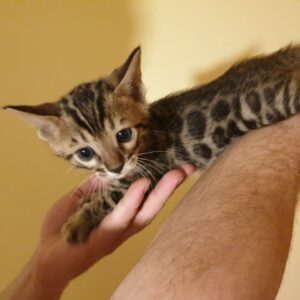 lio – bengal maschio