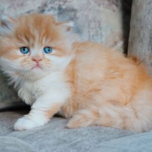 Lio – British Shorthair maschio