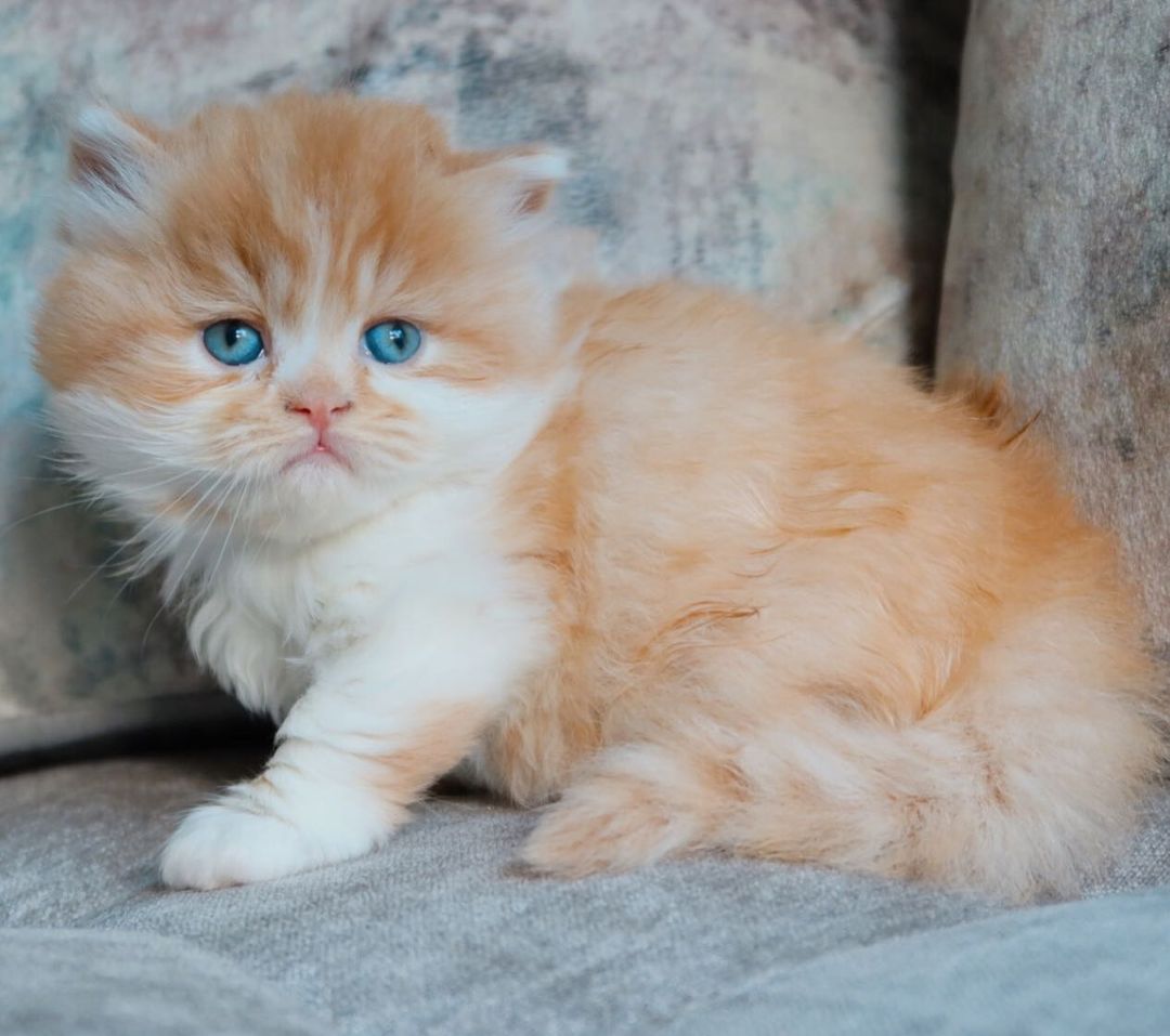 Lio – British Shorthair maschio