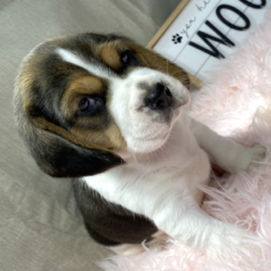Lottie – Beagle femmina