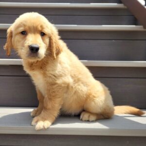 Luke – Golden Retriever maschio