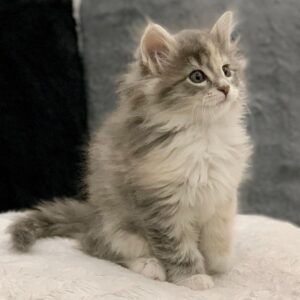Luna – Gattina della Foresta Norvegese femmina