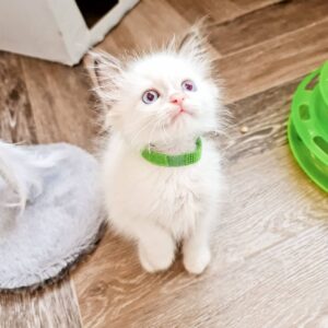 Tommy – Siamese maschio