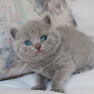 Maggot – British Shorthair maschio