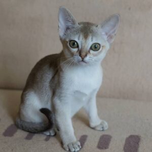 Marley – Singapura femmina