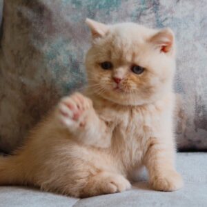 max – british shorthair maschio