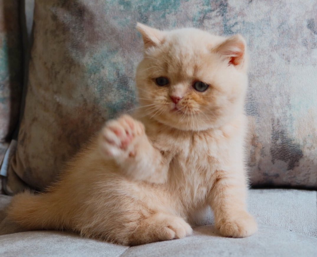 max – british shorthair maschio max – british shorthair maschio