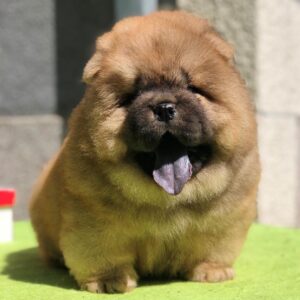 Max – Chow Chow maschio