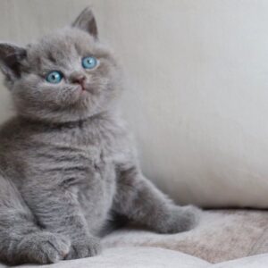 Millo – British Shorthair maschio