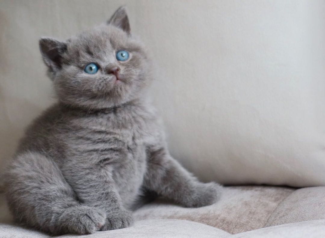 Millo – British Shorthair maschio